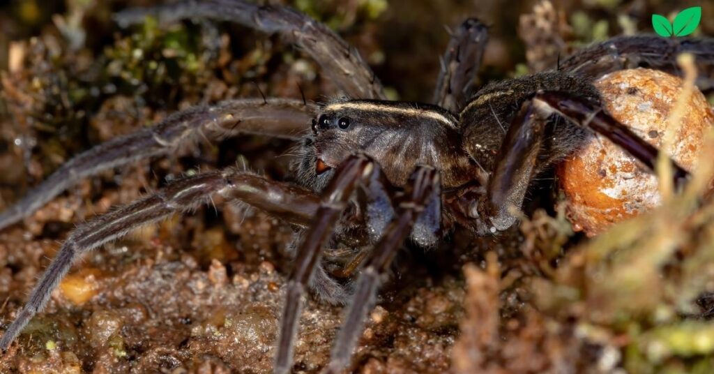 baby wolf spider