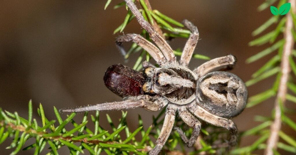 baby wolf spider