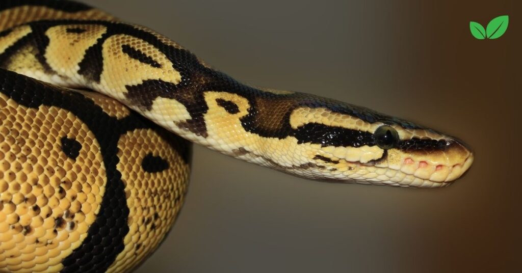 ball python