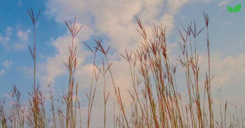 bluestem grass