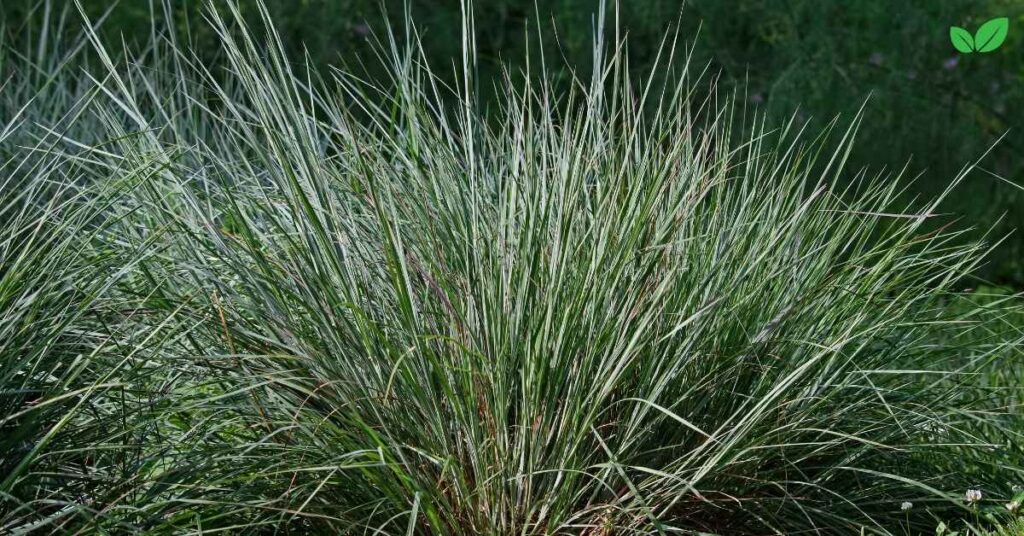 bluestem grass