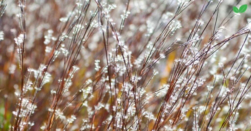 bluestem grass