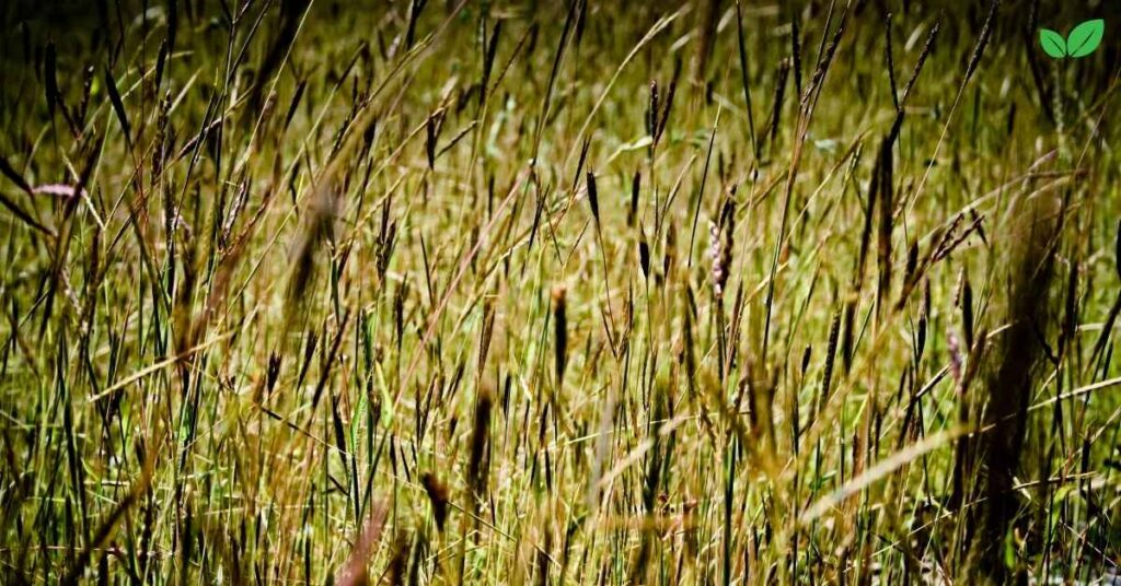 bluestem grass