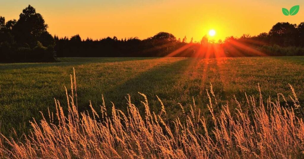 bluestem grass