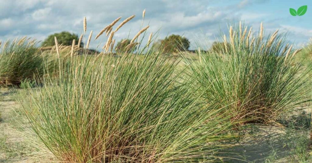 bluestem grass