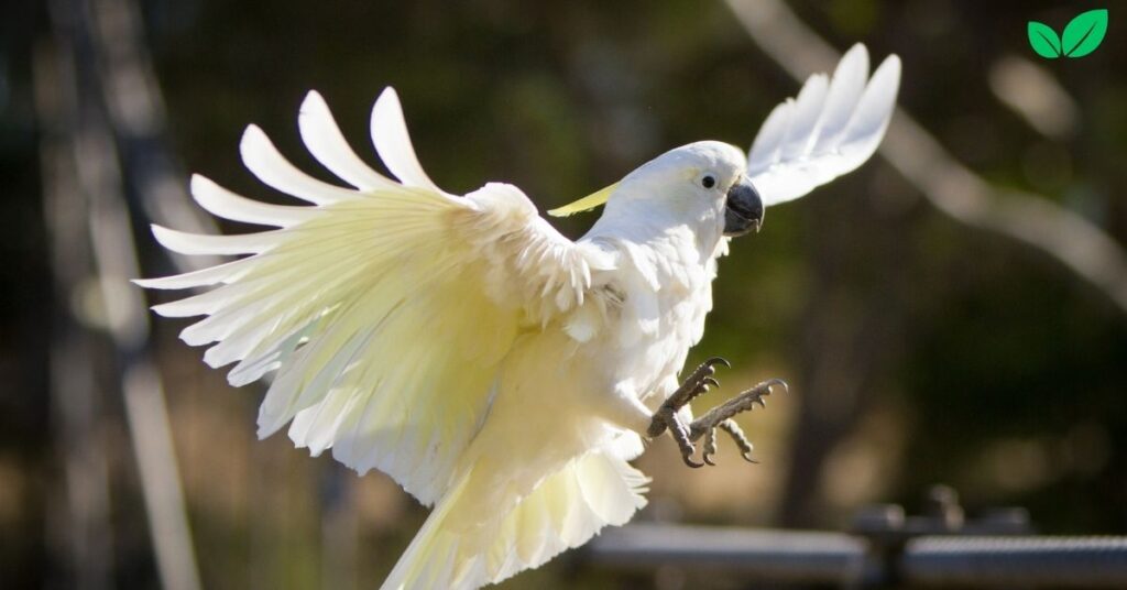 cacatua alba