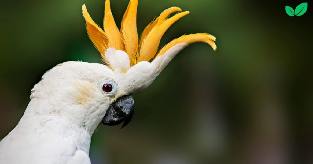 cacatua alba