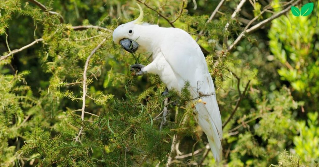 cacatua alba