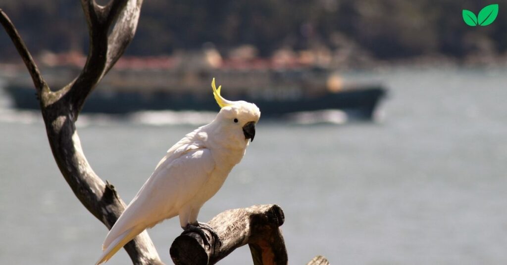 cacatua alba