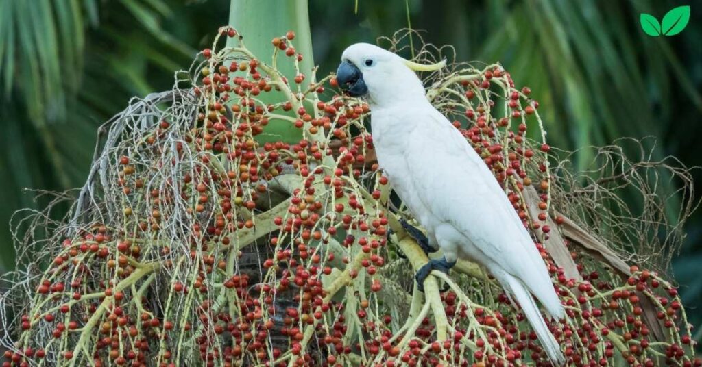 cacatua alba