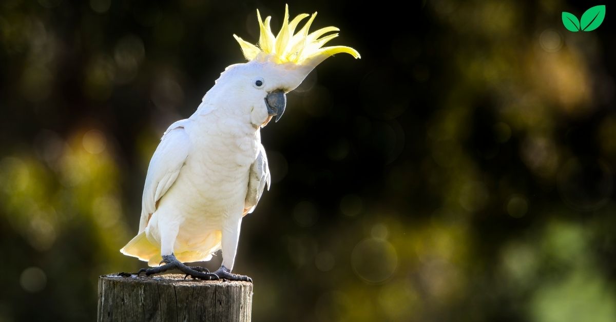 cacatua alba