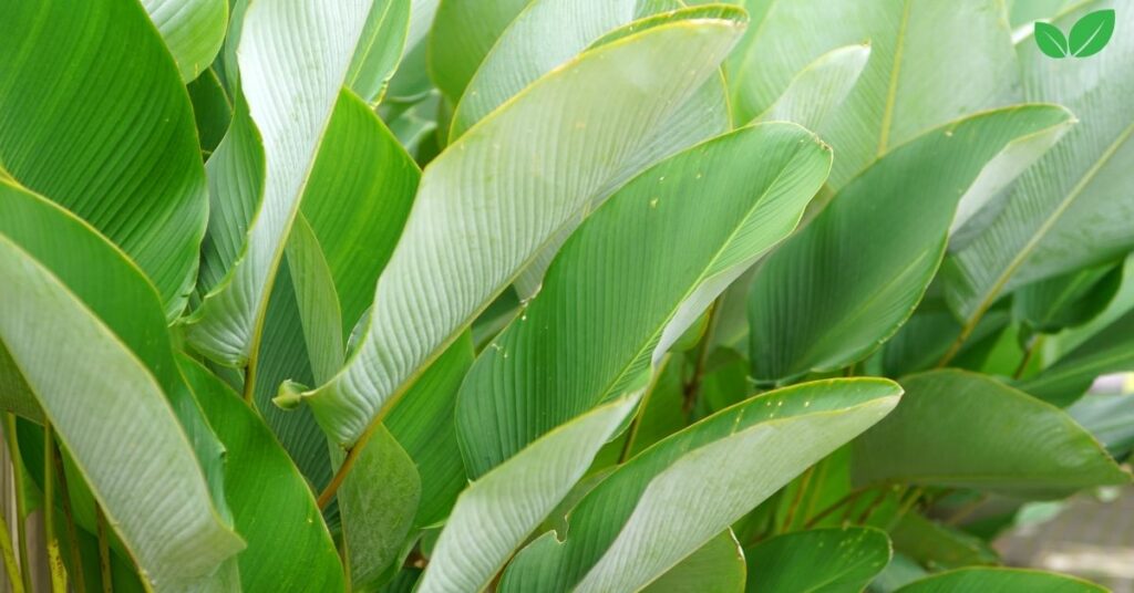 calathea lutea