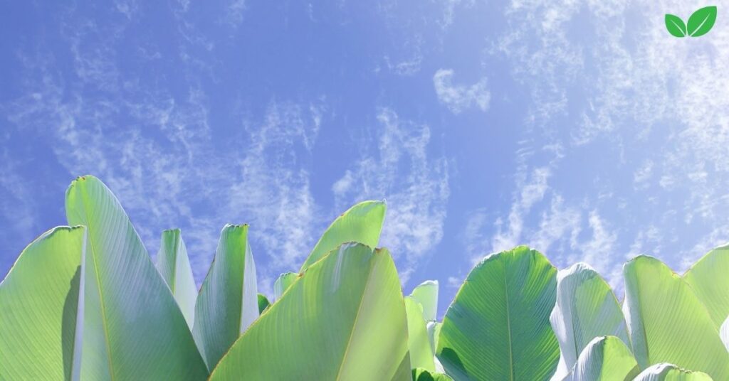 calathea lutea