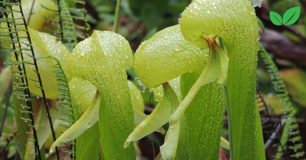 cobra lily