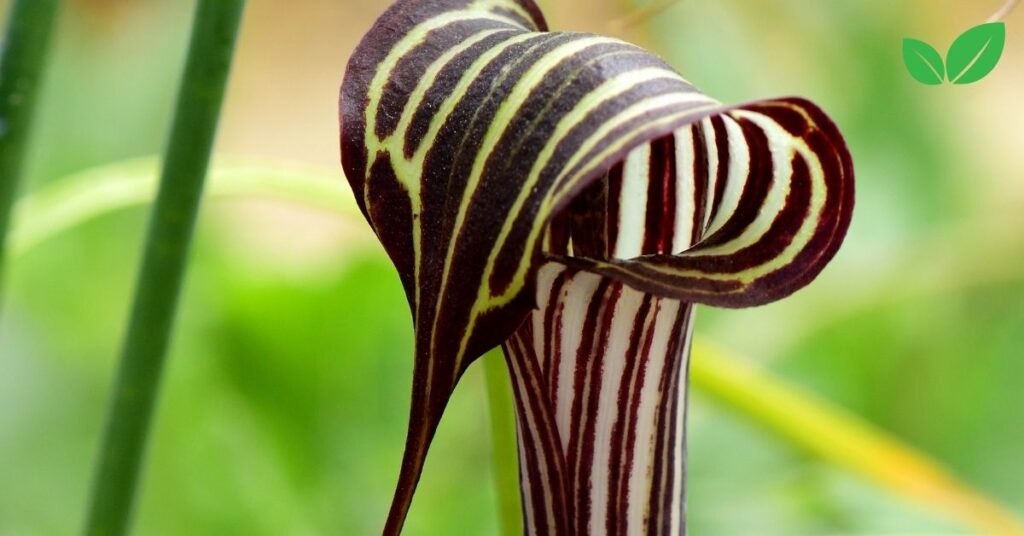 cobra lily