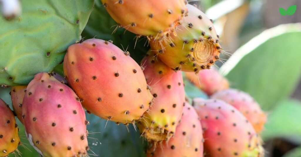 eastern prickly pear cactus