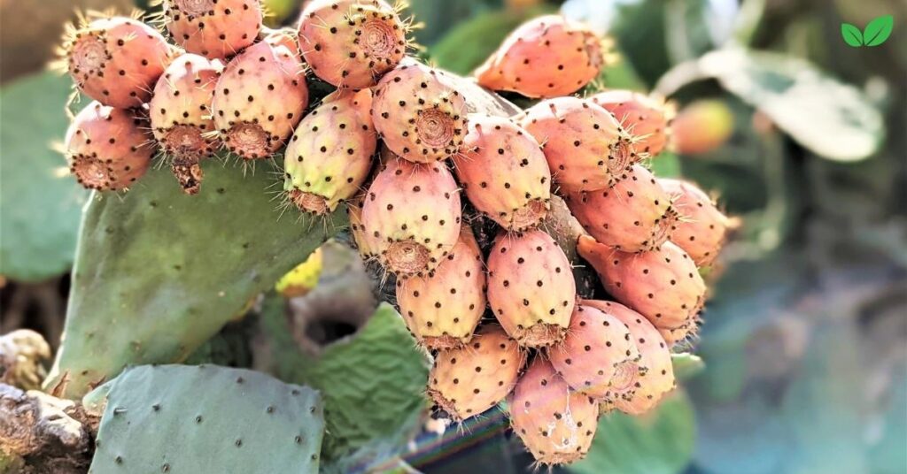 eastern prickly pear cactus