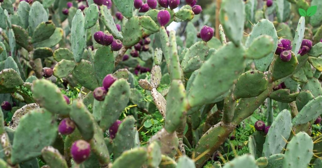 eastern prickly pear cactus