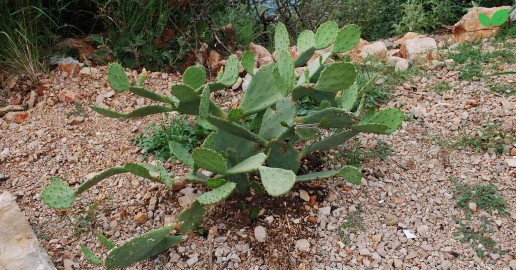 eastern prickly pear cactus