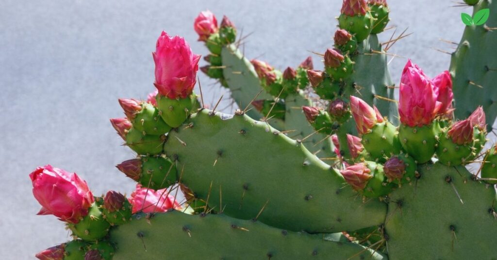 eastern prickly pear cactus