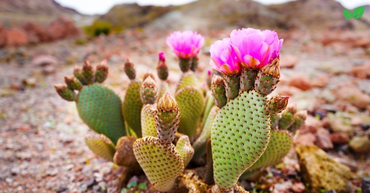 eastern prickly pear cactus