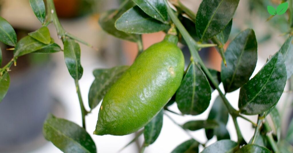 finger lime