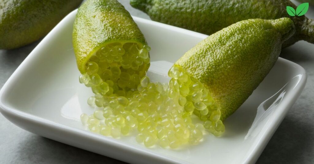 finger lime