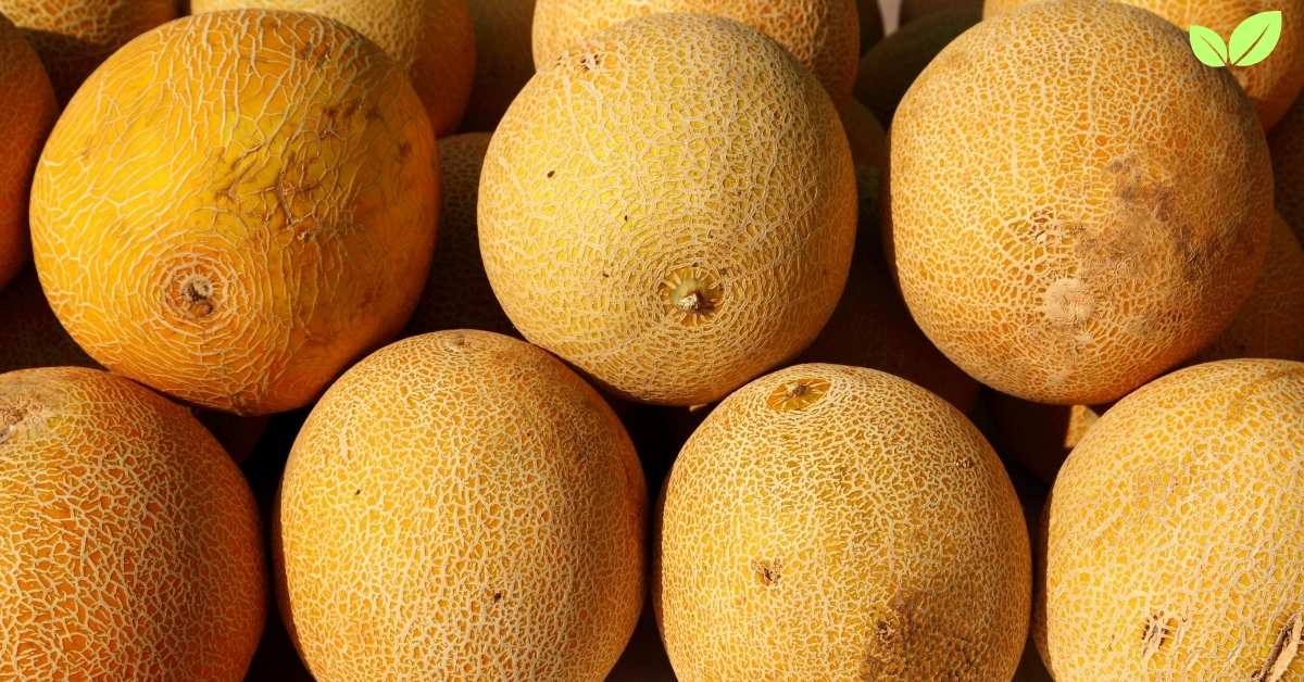 galia melon