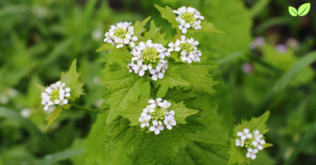 hedge garlic