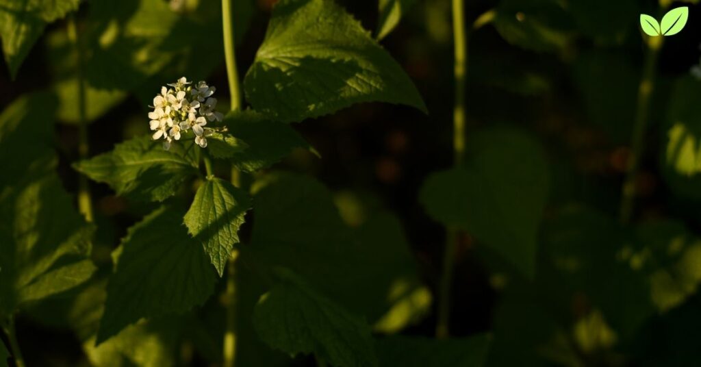 hedge garlic