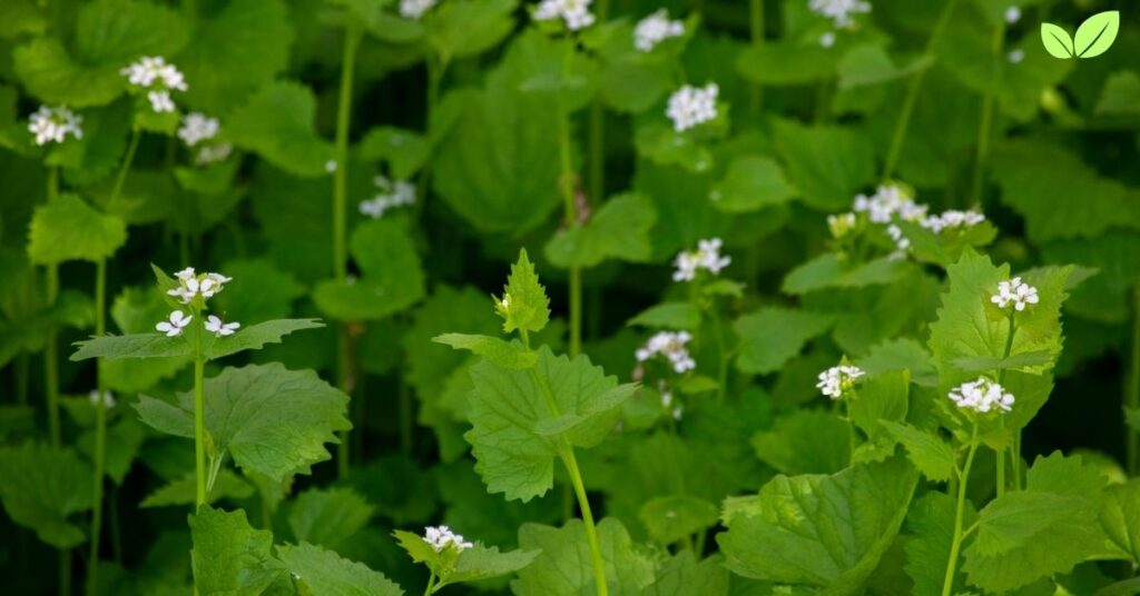 hedge garlic