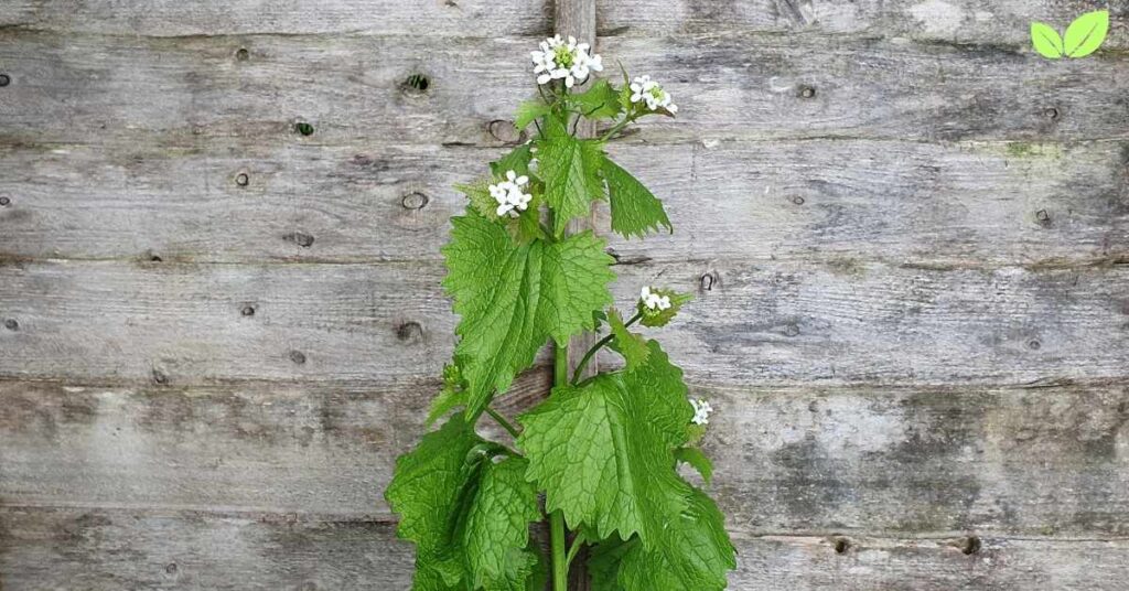 hedge garlic