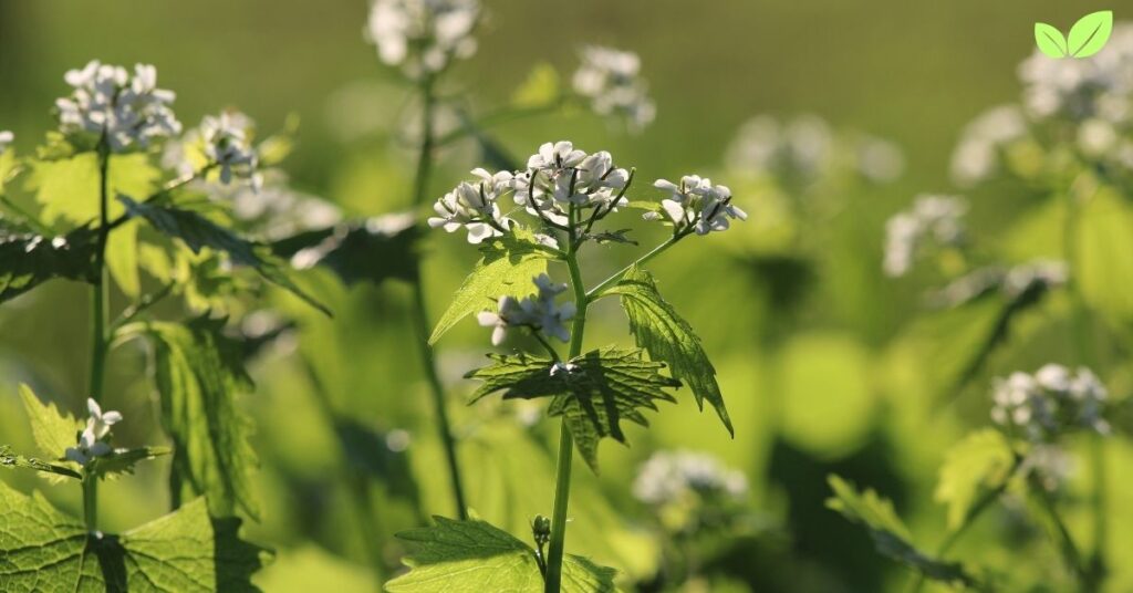 hedge garlic