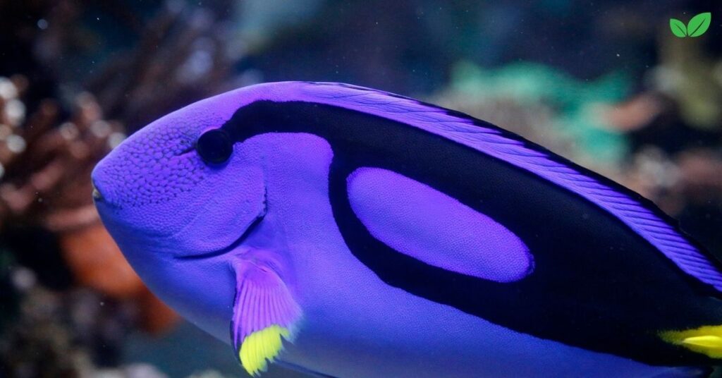 hippo tang