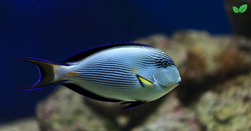 hippo tang