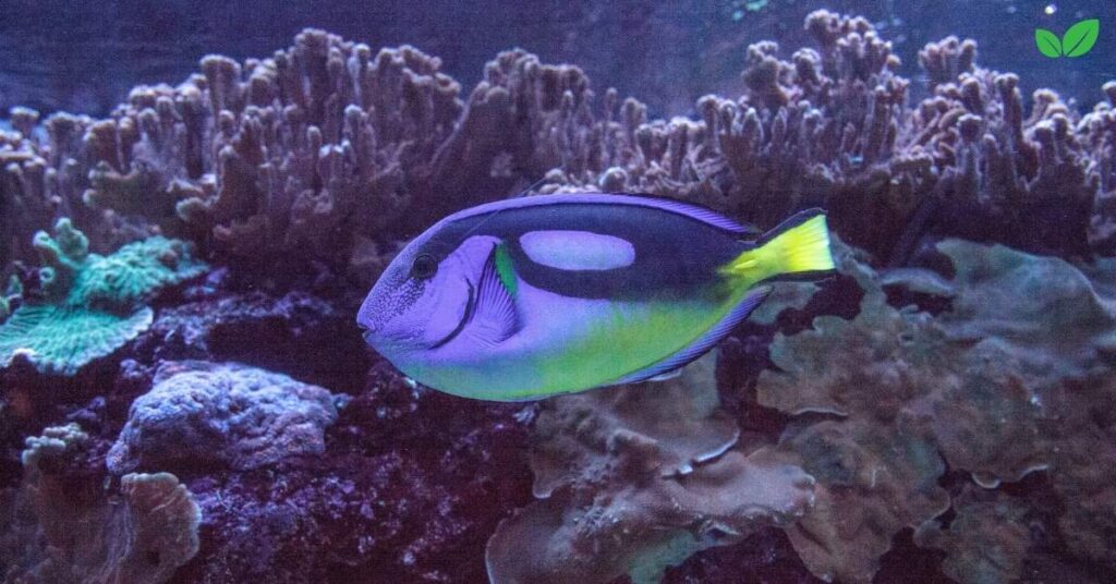 hippo tang