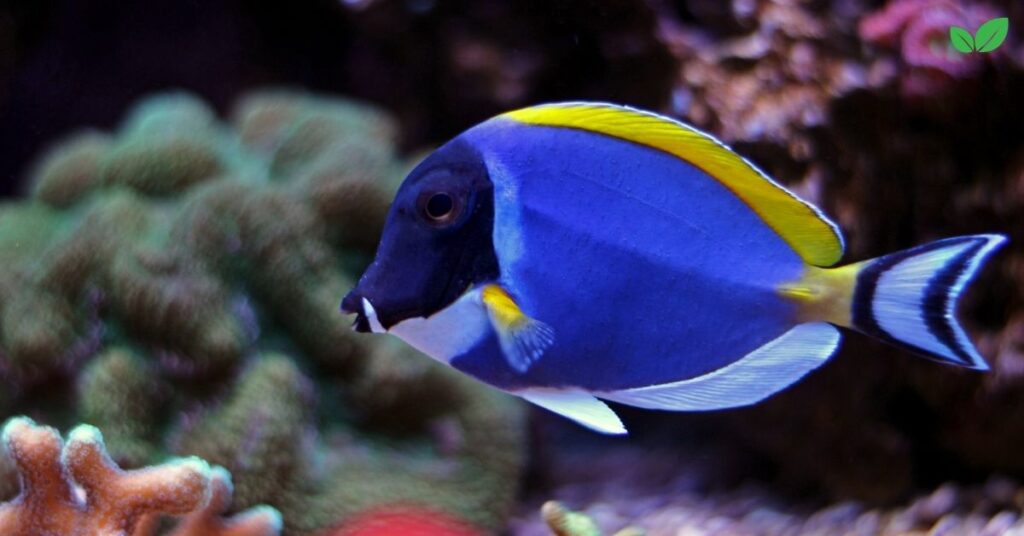 hippo tang