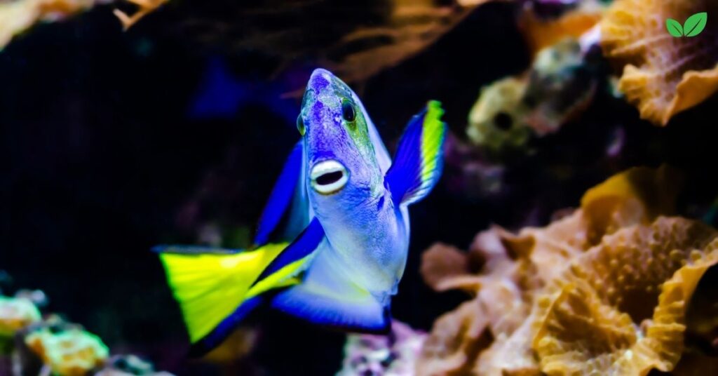 hippo tang