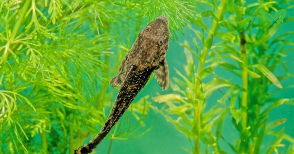 hypostomus plecostomus