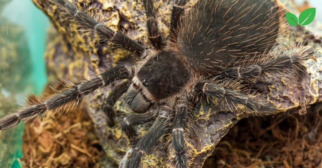 lasiodora parahybana