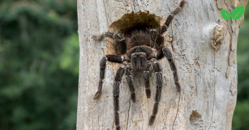 lasiodora parahybana