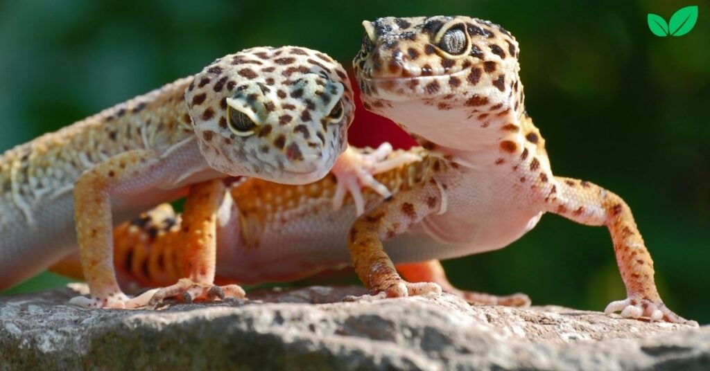 leopard gecko