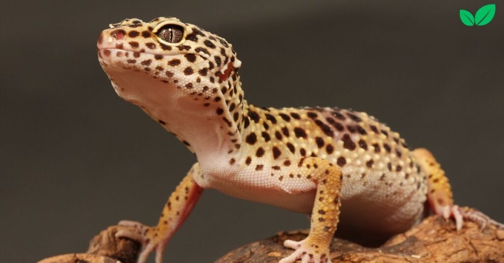 leopard gecko