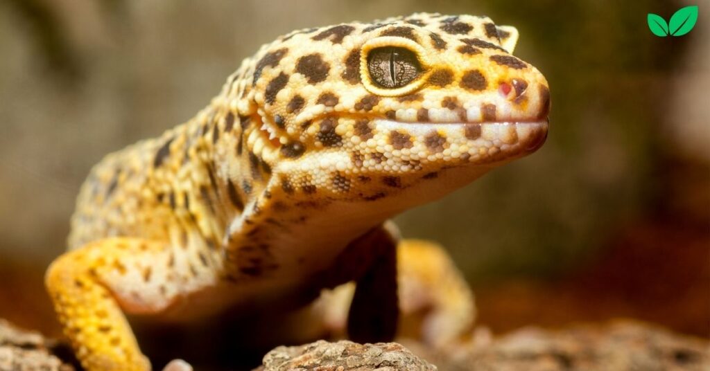 leopard gecko