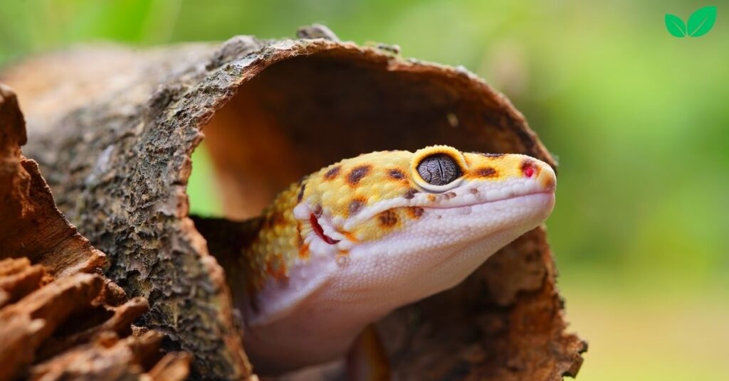 leopard gecko