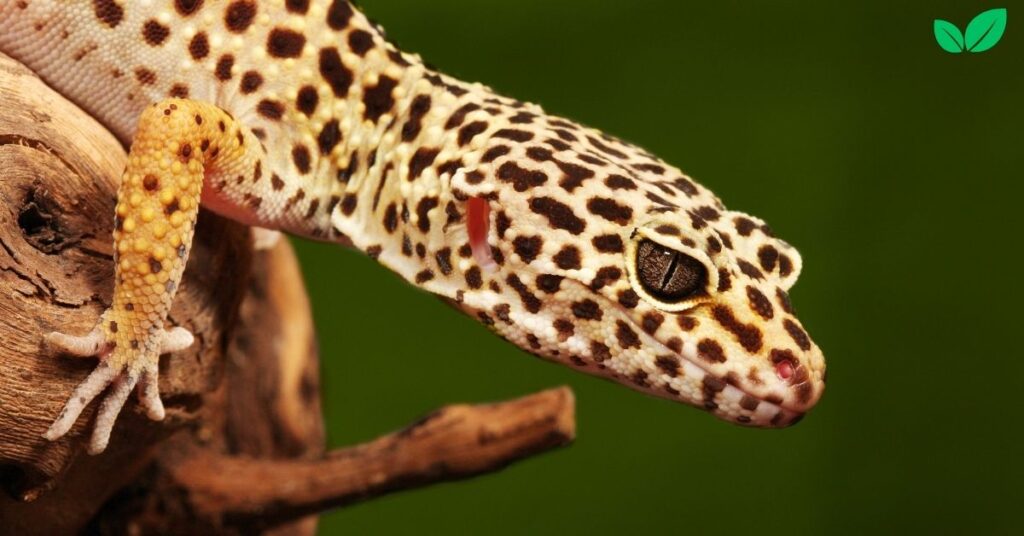 leopard gecko