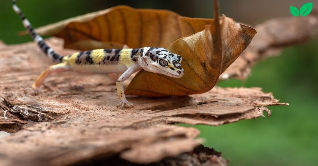 leopard gecko