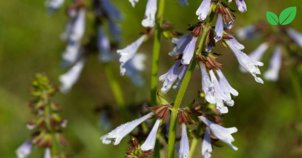 lyreleaf sage