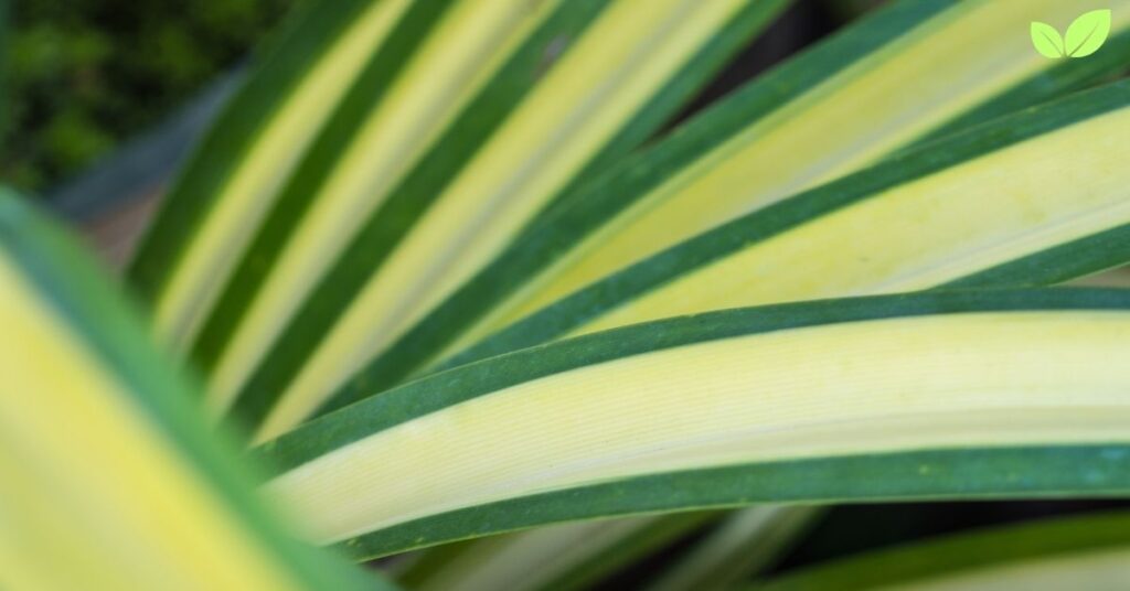 pandanus veitchii