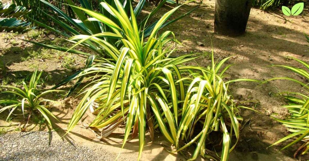 pandanus veitchii